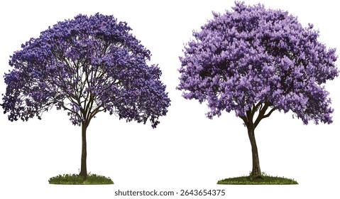 Conjunto de Jacaranda mimosifolia e Paulownia fortunei árvore frontal isolada recorte, ilustração vetorial, plantas tropicais, projeto de jardim, clipart botânico, árvore ornamental, elementos de paisagem.