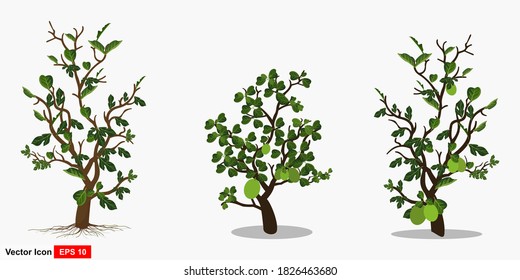 Set jackfruit tree plants and rooted leaves against a white background