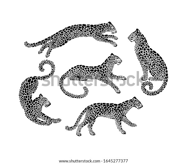 異なるポーズのジャガーの斑点シルエットのセット ベクターヤマネコ動物のグラフィックイラスト 白い背景に黒 のベクター画像素材 ロイヤリティフリー