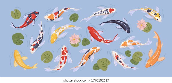 Set of japanese colorful koi carp fish in decorative japan traditional pond. Collection with goldcarps and nelumbo flowers isolated on blue background. Flat vector illustration with asian art animal