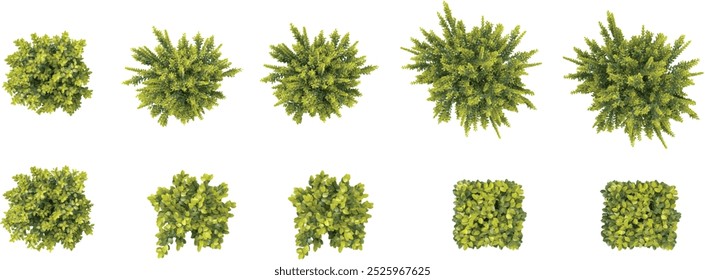 Set of japanese holly plants  isolated on transparent background from the top view