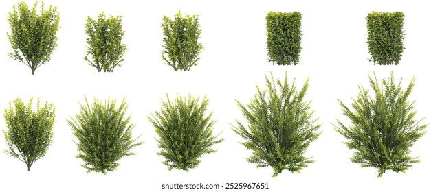 Set of japanese holly plants  isolated on transparent background