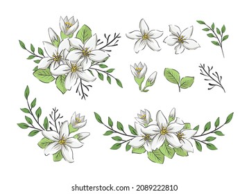 set of jasmine floral elements