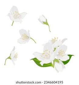 Set of Jasmine flower isolated on white background. vector illustration.