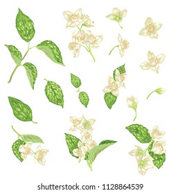 Set with jasmine flowers, buds and leaves in realistic graphic vector illustration
