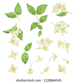 Set with jasmine flowers, buds and leaves in realistic graphic vector illustration
