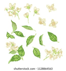 Set with jasmine flowers, buds and leaves in realistic graphic vector illustration
