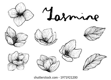 Set of jasmine flowers and leaves, monochrome vector