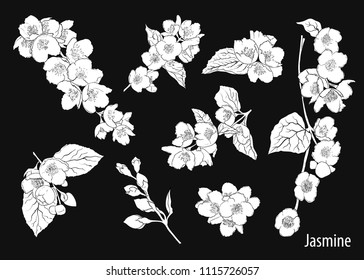 Set of jasmine's silhouettes. Linear vector drawing of flowers of jasmine , buds  and leaves. Isolated elements in sketch style.  Hand-drawn vector illustration.
