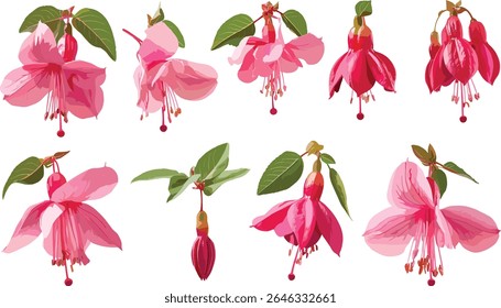 Conjunto de flores de sambaco de Jasminum, jasmim de Fuchsia, isolado frontal, ramo de árvore, planta tropical, flor exótica, ilustração vetorial, jardim botânico, decoração floral, arte da natureza.