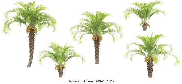 set of Jelly palm  trees on transparent background, 3D rendering