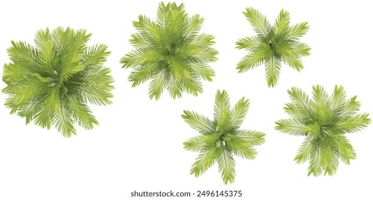 set of Jelly palm  trees on transparent background, 3D rendering,Top view