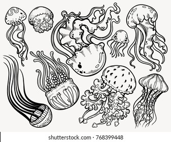 Download Jellyfish Drawing Hd Stock Images Shutterstock
