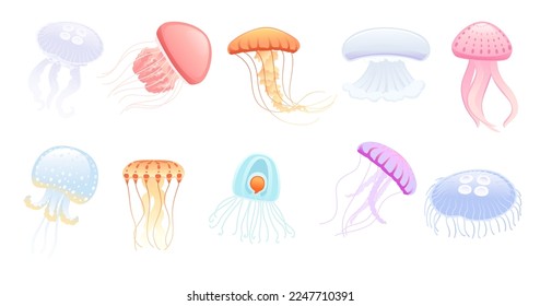 Set of Jellyfish medusa underwater animal colorful vector illustration isolated on white background