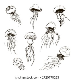 set of jellyfish with stinging cells. Doodles. Vector stock illustration. sketch line. black outline. White isolated background. hand-drawn jellyfish