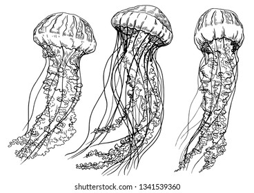 Set of jellyfishes. Hand drawn vector illustration. Black and white. Isolated elements for design.