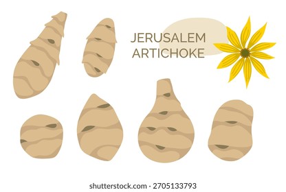 Conjunto de alcachofa de Jerusalén. Ilustración vectorial de hortalizas de raíz