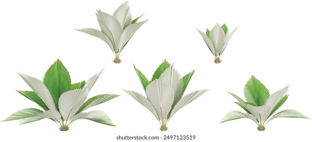 Set of Joey palm plants, isolated on transparent background. 3D render