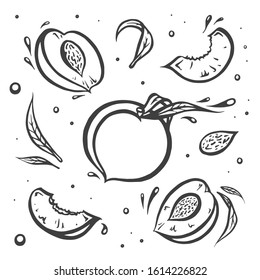 Set of jucy peaches in doodle style. Doodle vector isolated illustration