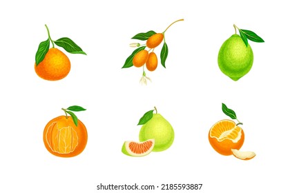 Set of juicy citrus fruit. Kumquat, tangerine, orange, lime fruits vector illustration