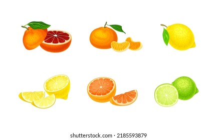 Set of juicy citrus fruit. Lemon, grapefruit, tangerine, lime vector illustration