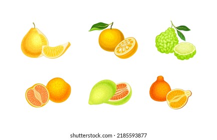 Set of juicy citrus fruit. Yuzu, pomelo, tangelo fruits vector illustration