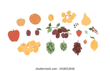 Set of juicy fruits and berries. Fresh and sweet ingredients. Vector summer illustration. Collection of objects. Grapes, apricot and plum branches. Healthy, vegan, vitamin food.