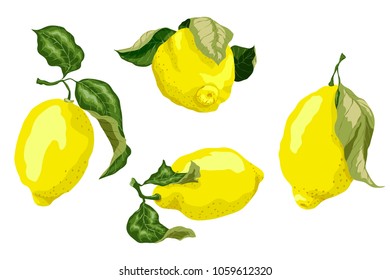 Set with juicy lemon fruits in graphic colored design vector drawing. Set made in bright fresh colores