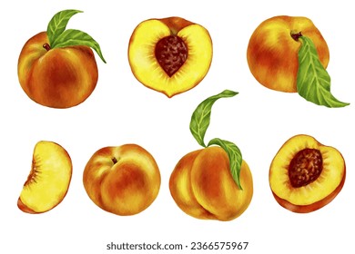 Set of juicy peaches and pieces of ripe fruit.Vector graphics.