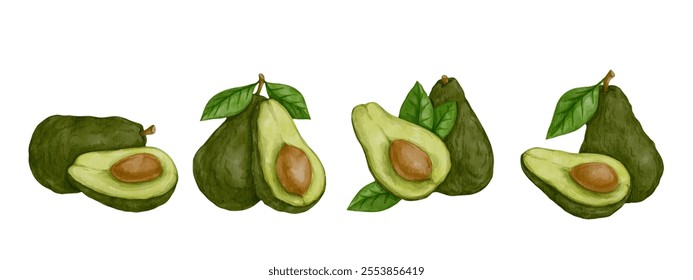 Set of juicy, ripe avocado fruits. Vector graphics.