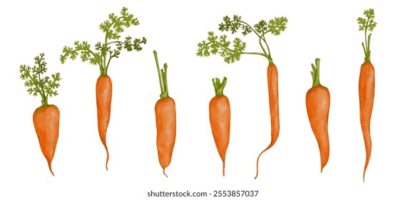 A set of juicy, ripe carrot roots. Vector graphics.