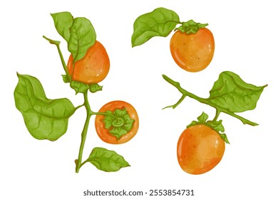 Set of juicy, ripe fruits persimmons.Vector graphics.