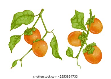 Set of juicy, ripe fruits persimmons.Vector graphics.