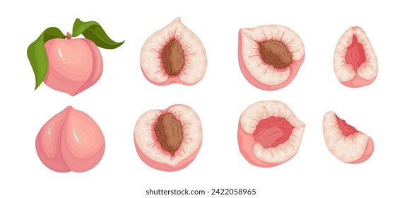 Set of juicy ripe peach fruit and pieces of fruit. Vector graphics.