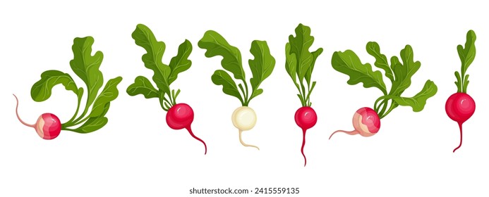 Set of juicy vegetables root vegetables pink and white radishes.Vector graphics.