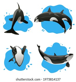 set of jumping killer whales vector illustration 