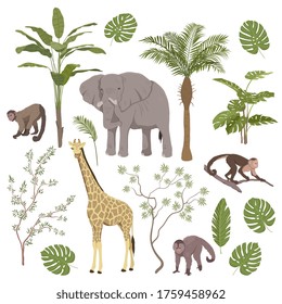 Set of jungle animals and tropical vegetation with giraffe, elephant, monkeys and apes isolated on white, colored vector illustration