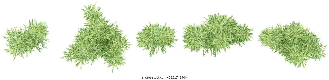 Set of Jungle Bambusa multiplex trees 3D rendering. top view, plan view, for illustration, architecture presentation, visualization, digital composition