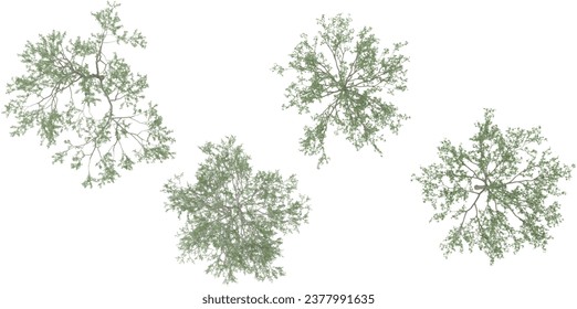 set of Jungle Birch tress rendered from the top view, 3D illustration, for digital composition, illustration, 2D plans, architecture visualization