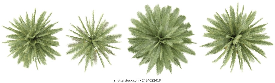 Set of Jungle Date palm trees 3D rendering. top view, plan view, for illustration, architecture presentation, visualization, digital composition