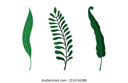 Set of jungle exotic fern and palm leaves for tropical design vector illustration