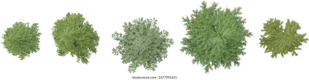 Set of Jungle Fir trees 3D rendering. top view, plan view, for illustration, architecture presentation, visualization, digital composition