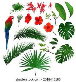 Set of jungle floral elements with parrot