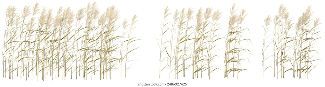 Set of Jungle Phragmites australis 3D rendering, for illustration, architecture presentation, visualization, digital composition