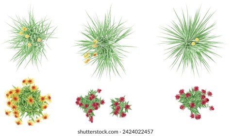 Set of Jungle Red hot poker,Orange Echinacea purpurea 'Big Kahuna' coneflower flowers trees 3D rendering. top view, plan view, for illustration,