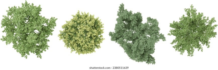 Set of Jungle Silver Linden,Birch,Lindens Trees 3D rendering. top view, plan view, for illustration, architecture presentation, visualization, digital composition