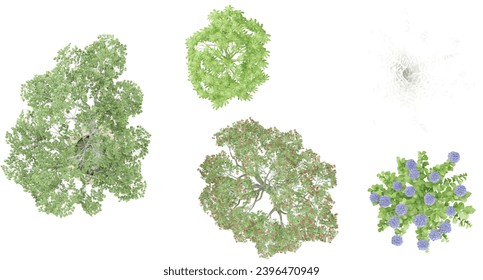 Set of JungleDusty miller,erythrina,Atsia,Hydrangea,Ficus benjamina trees 3D rendering. top view, plan view, for illustration, architecture presentation, visualization, digital composition