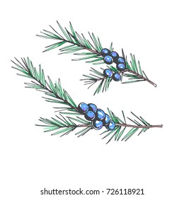 Set of juniper branches. Vector hand drawn botanical illustration with coniferous stem with seeds isolated on white