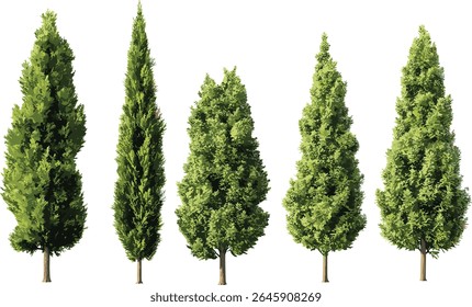 Conjunto de árvores Juniperus oxycedrus, Cade juniper, cedro espinhoso, árvores de rua em luz do dia ensolarado, árvore de recorte isolado, paisagismo urbano, flora mediterrânea, ilustração vetorial.