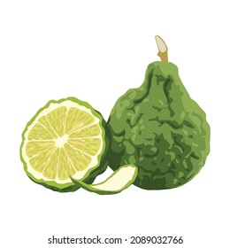 Set of Kaffir lime fruit isolated on white background, Vector illustration.